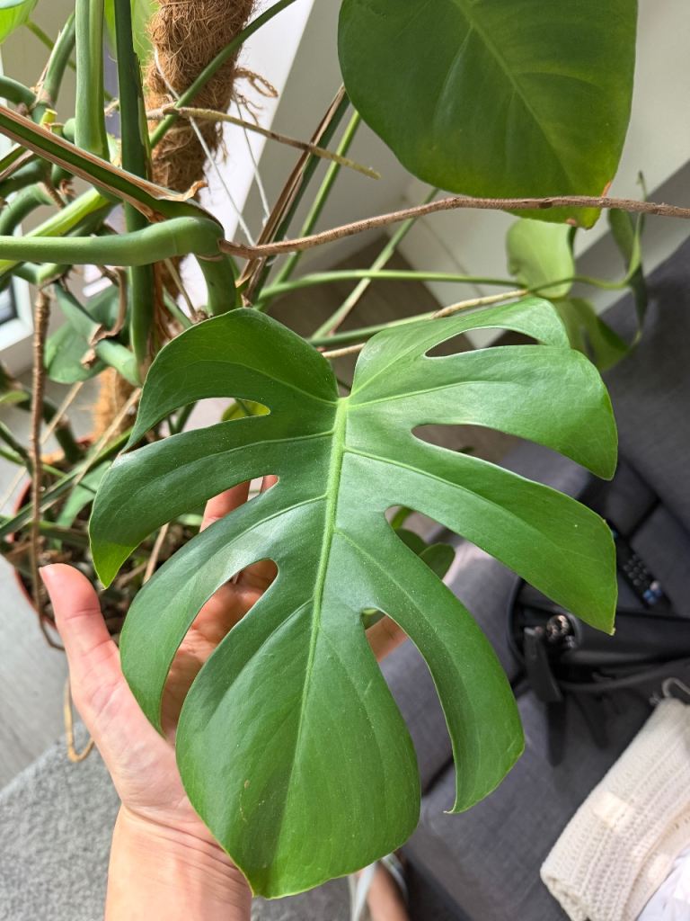 Cheese Plant (Monstera Deliciosa) – Healthy & Thriving