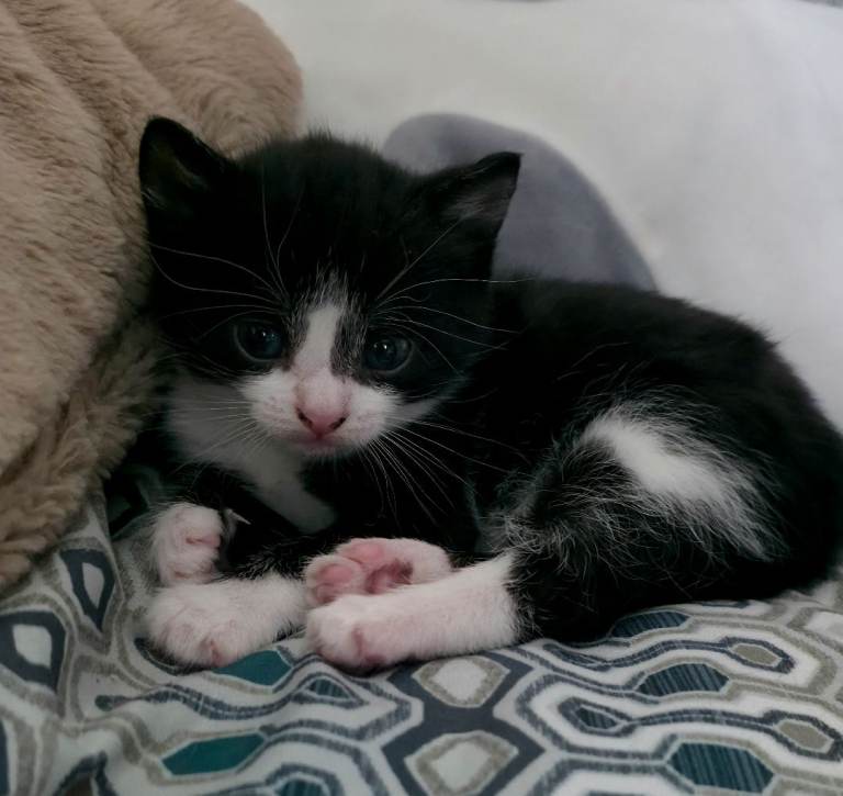 Black and white girl for sale