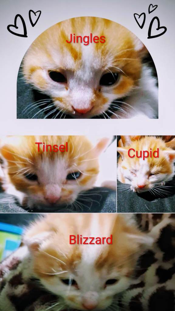 4 Precious, Beautiful Male Ginger Kittens for Sale