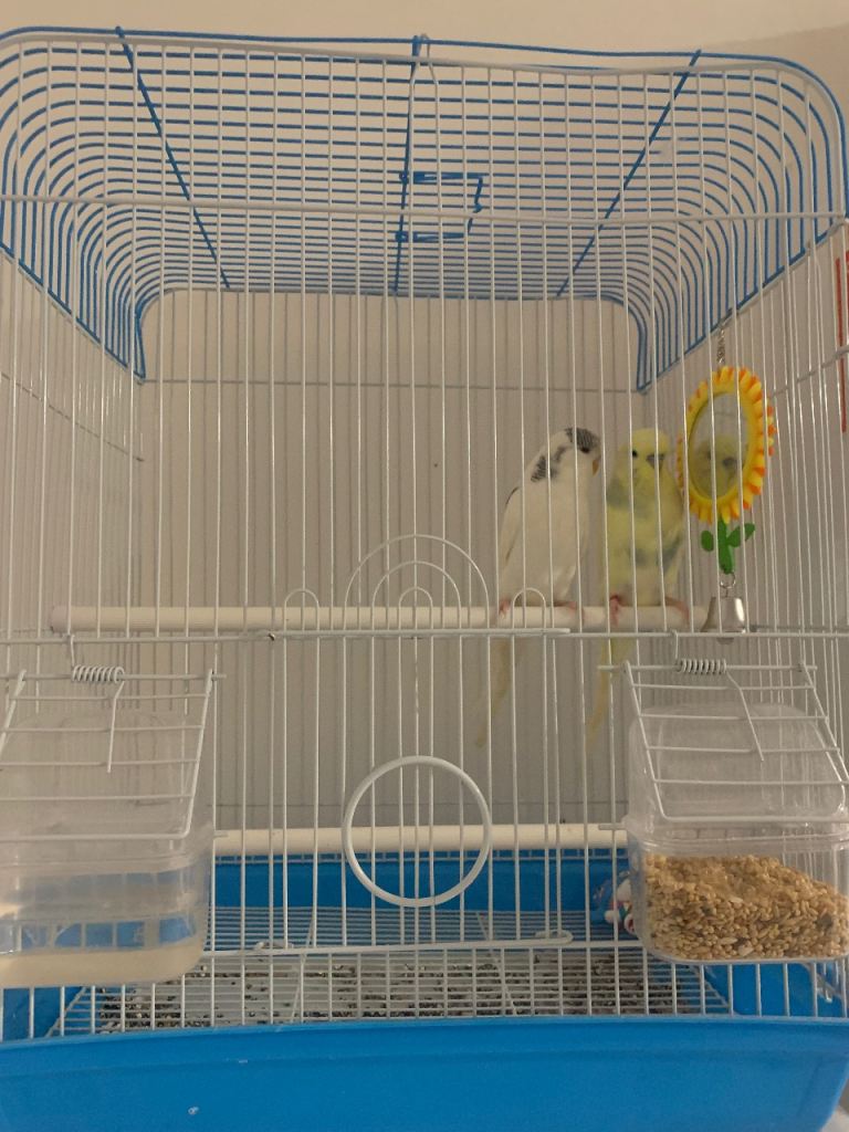2budgies for sale 
