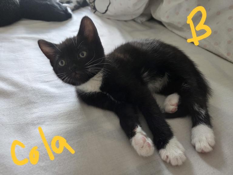 British Shorthair Kittens for Sale