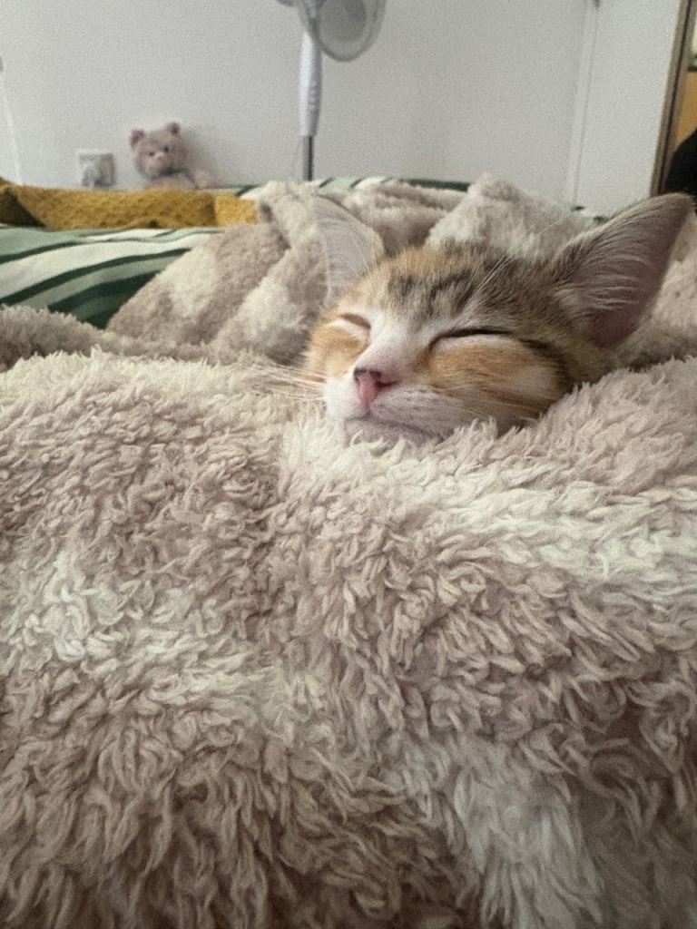 Kitten for sell ASAP