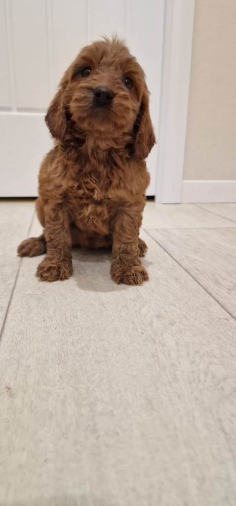 Healthy Cockapoo puppies 