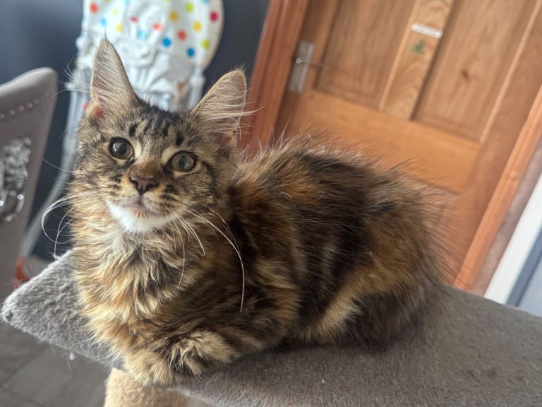 1 female left stunning Maine coons 