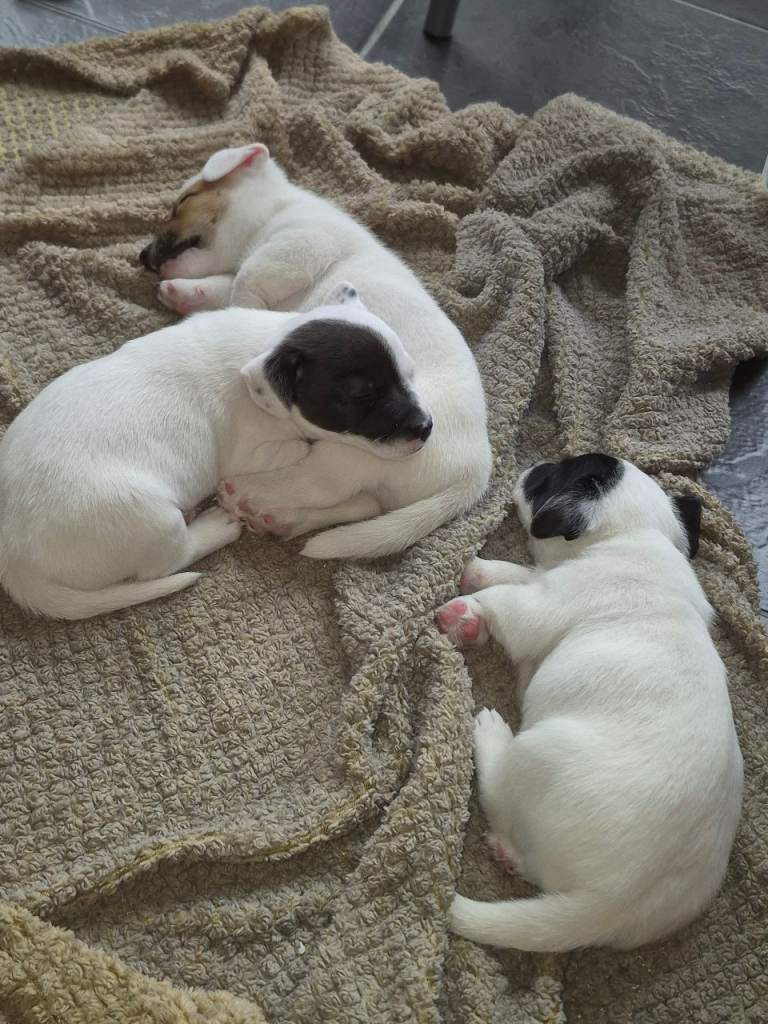 3 jack russell puppies for sale