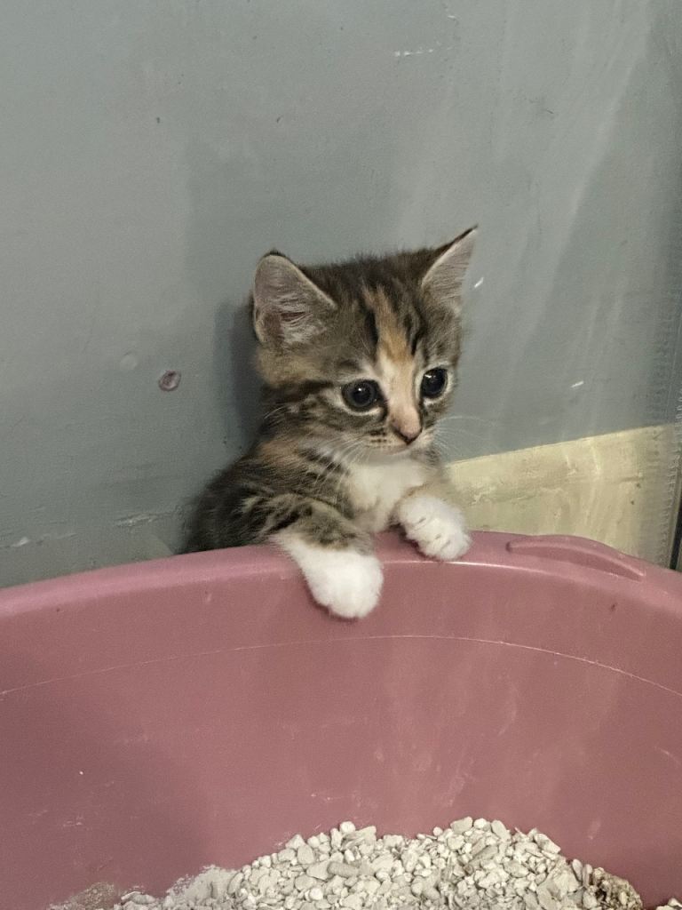 Female kitten
