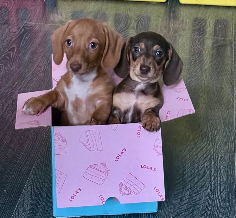 Dachshund females