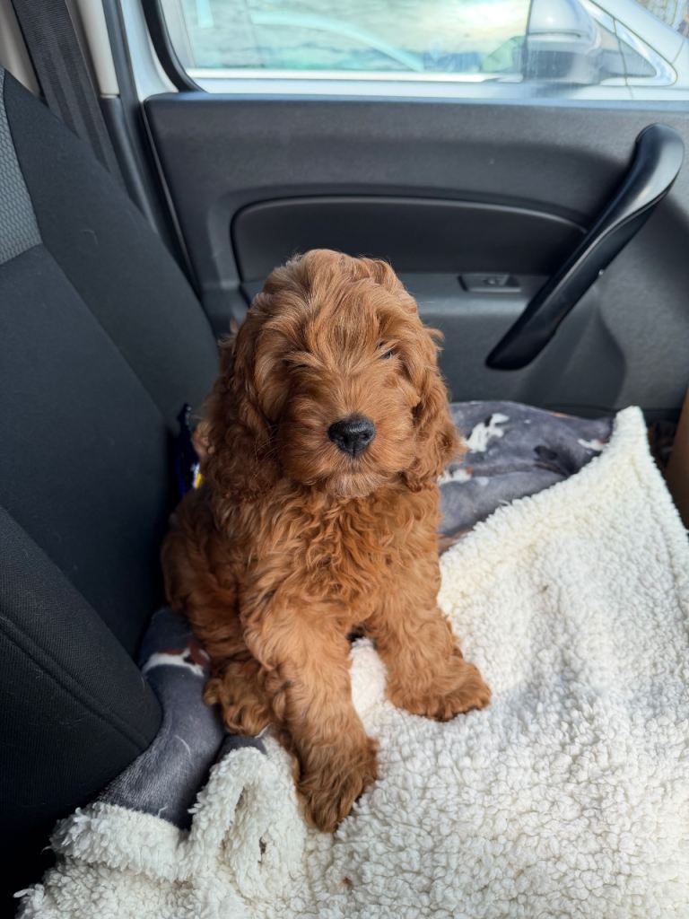 Cockerpoo puppy