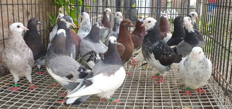 Pigeons 