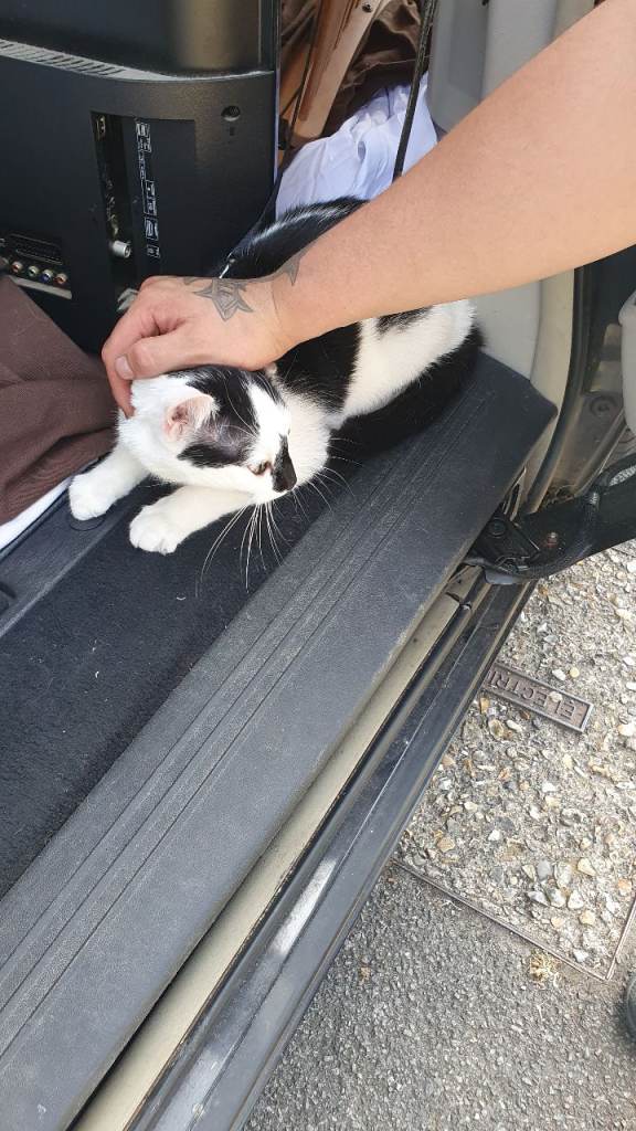 Former Tenant Cat