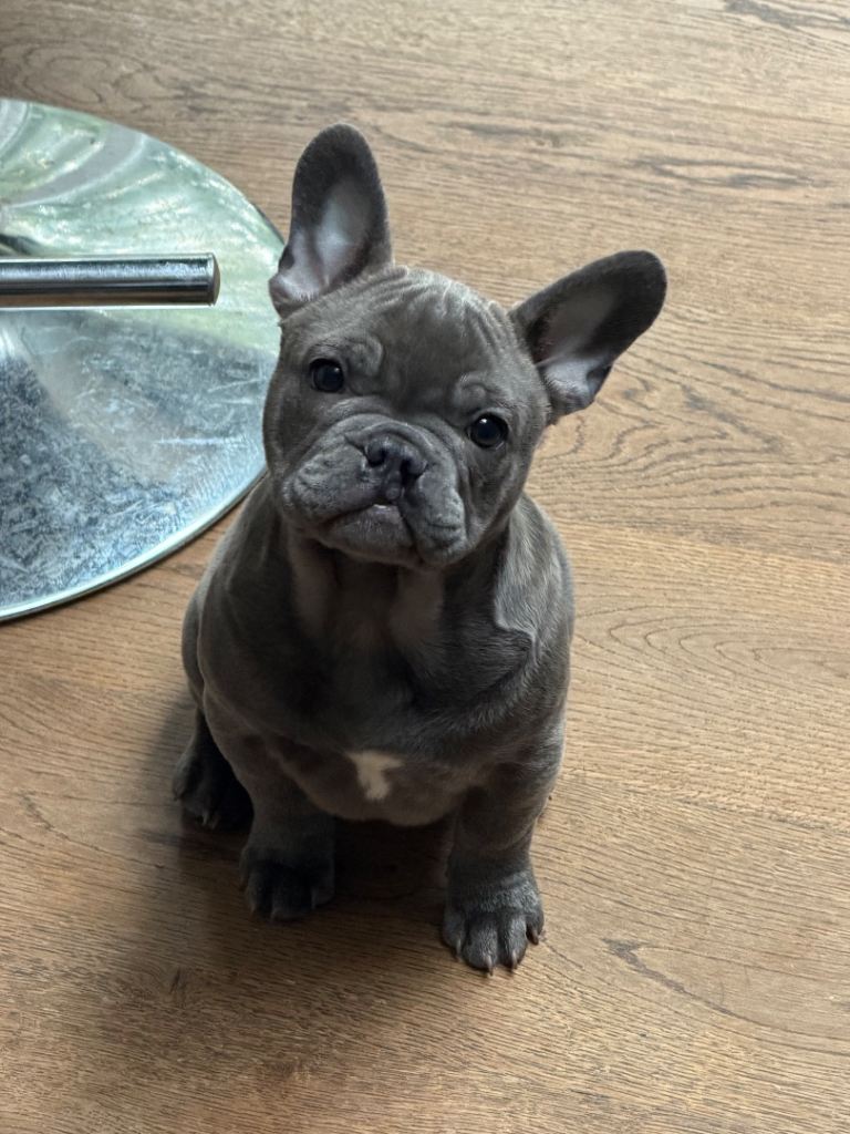 French bulldog pup