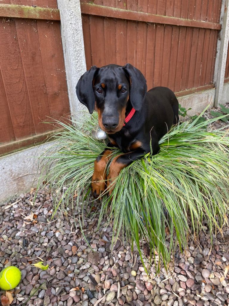 15 week old started puppy 