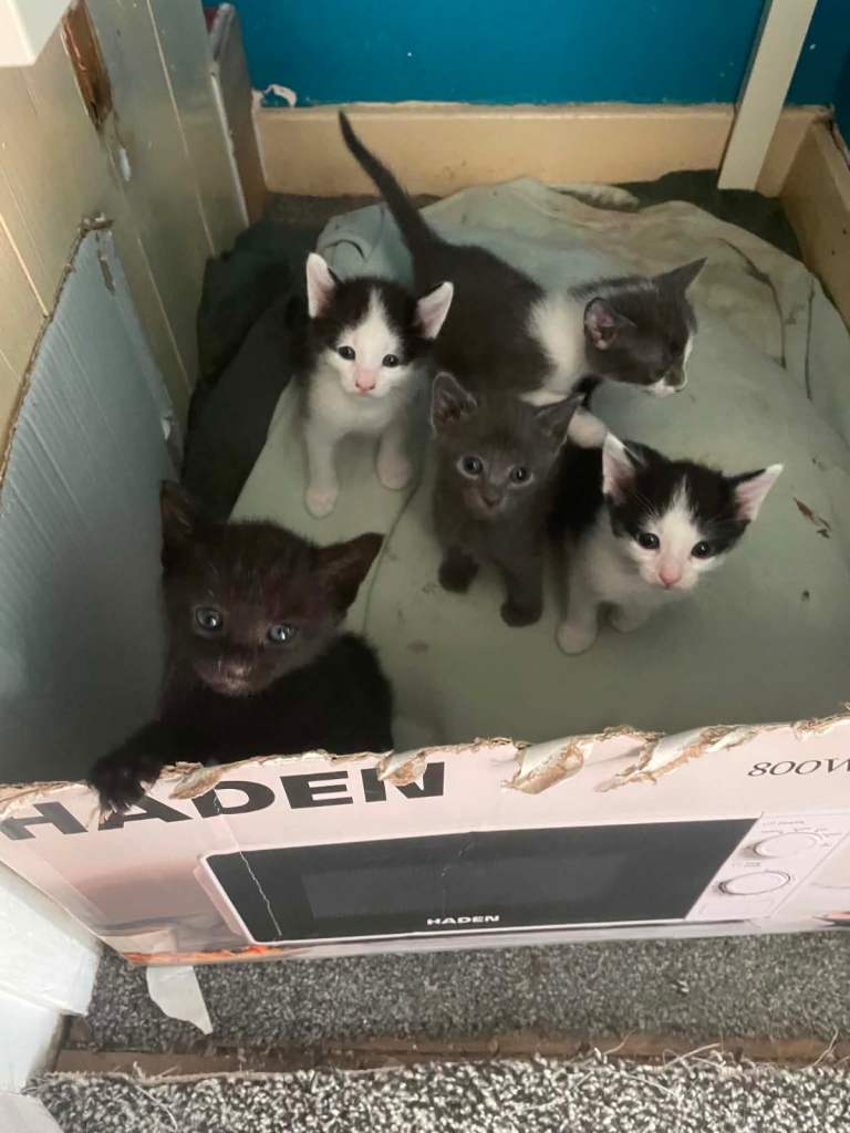 Kittens for sale