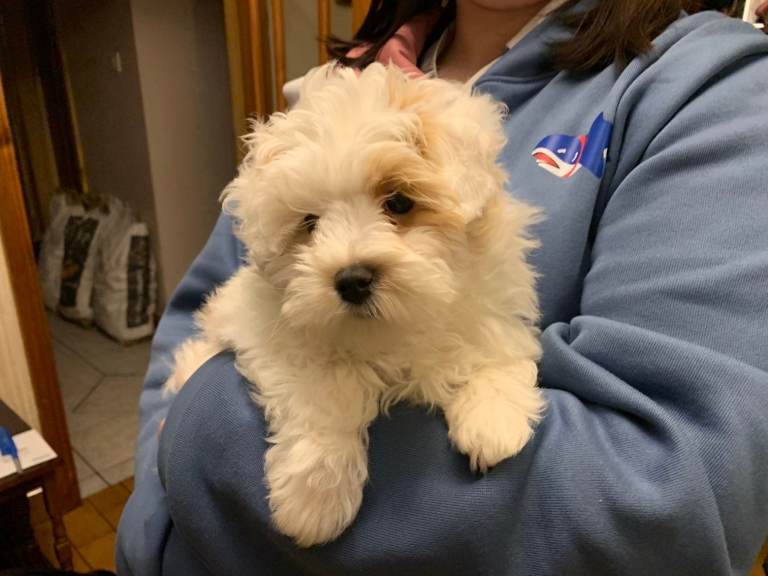 Maltipoo puppy