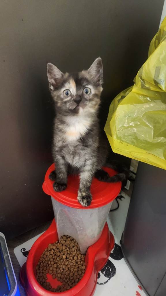 Half maincoon half domestic tom 