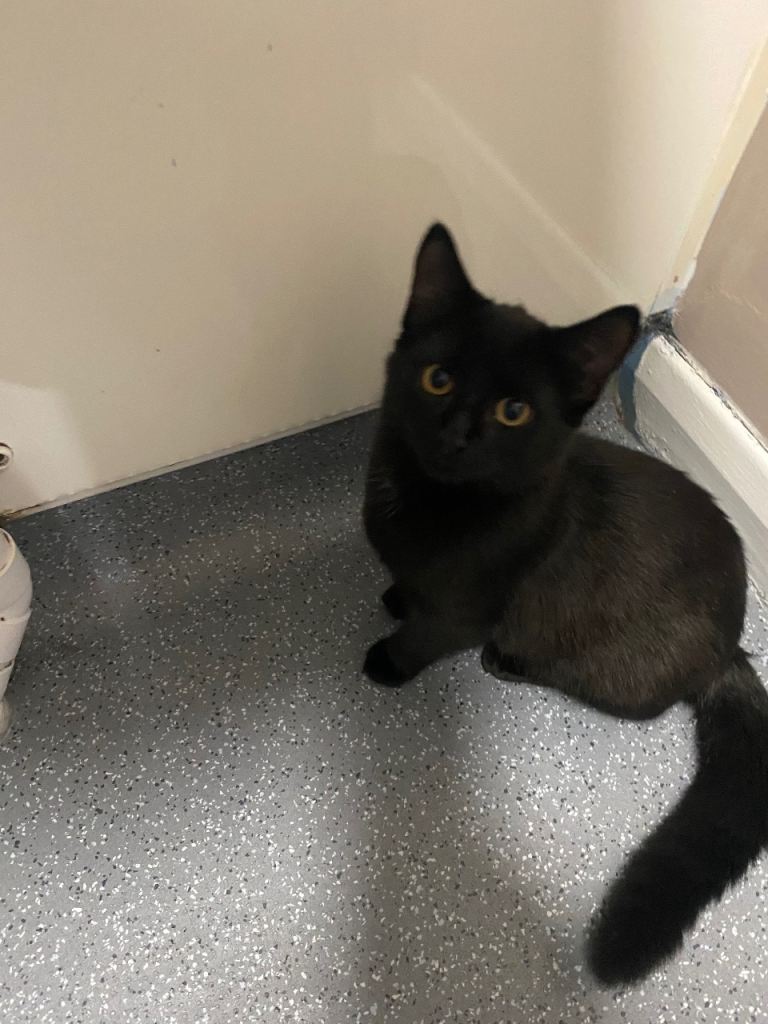 Kitten looking for a lovely home 