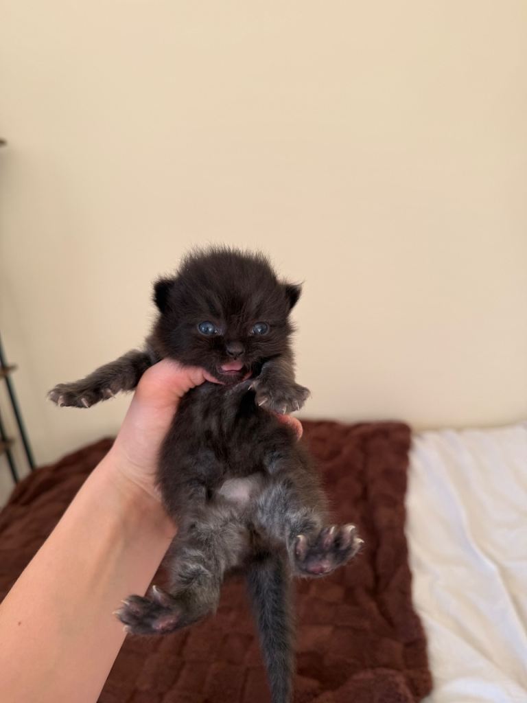 Long haired kitten - PERDOLL BREED 