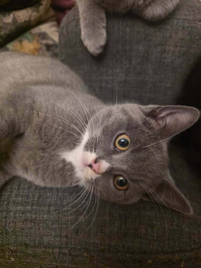 Half British Shorthair Kittens
