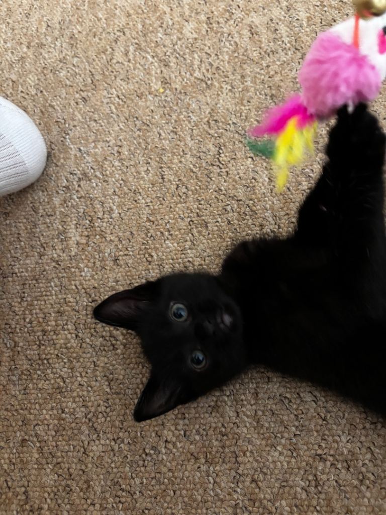 13 week kitten for sale 