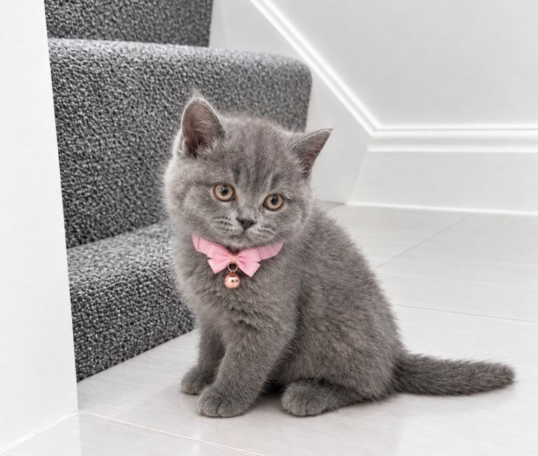 TICA- Registered Female British Shorthair Kitten🐾🩶