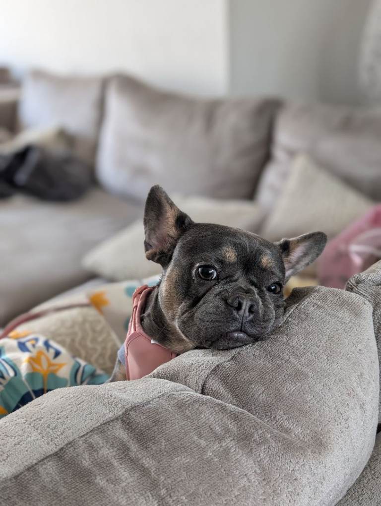 Stunning kc reg french bulldog 