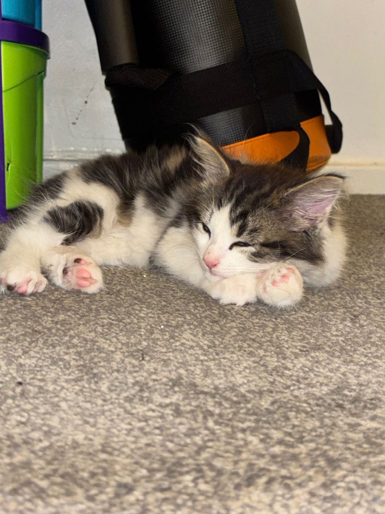 3 male kittens for sale 11weeks old