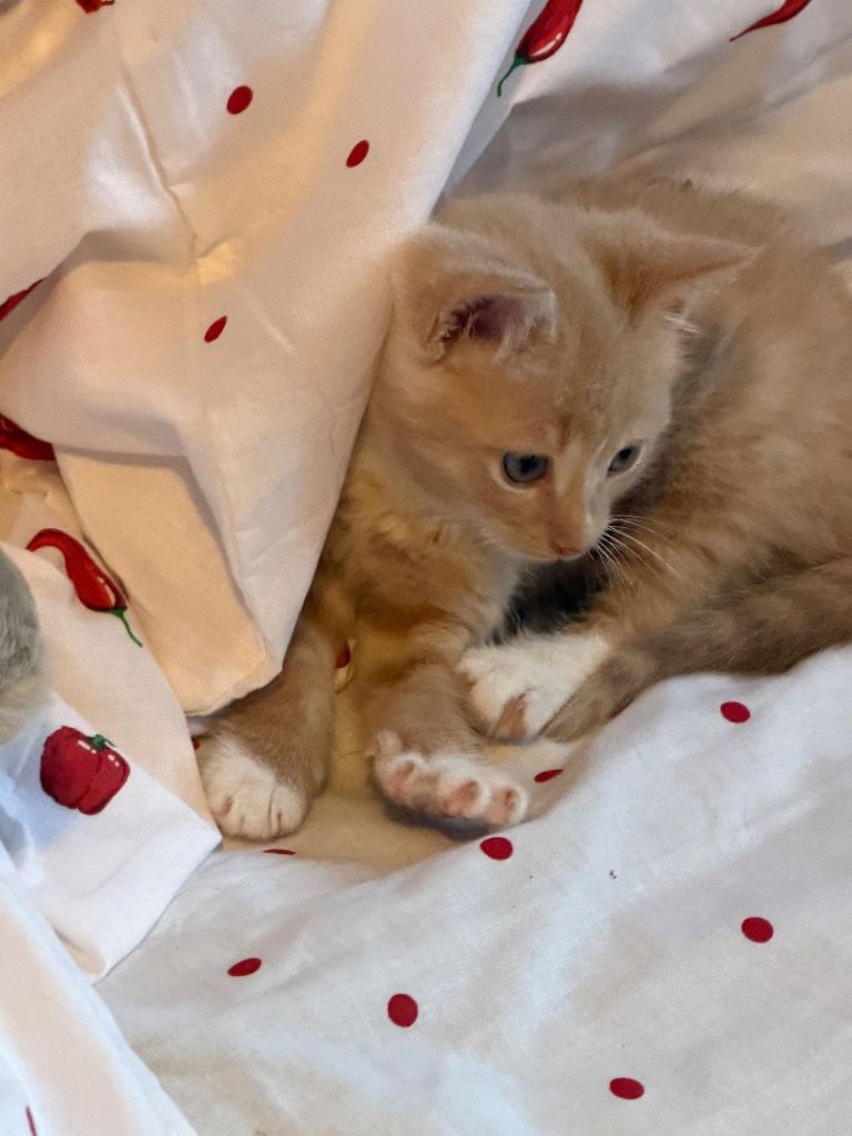 Kitten 