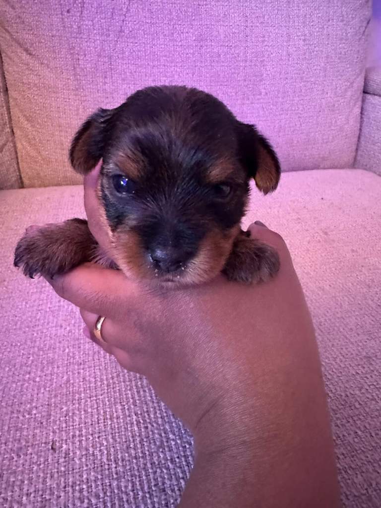 Purebred Yorkshire Terrier Puppies (Yorkie) - available 