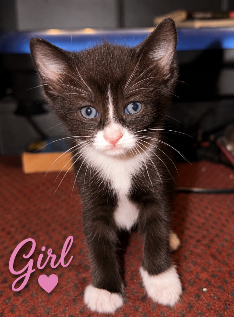 4 Kittens ready by the 28th aug 