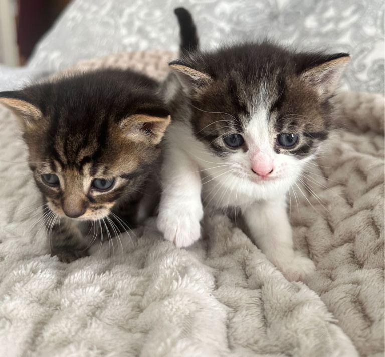 Adorable Mixed kittens for cat lovers 
