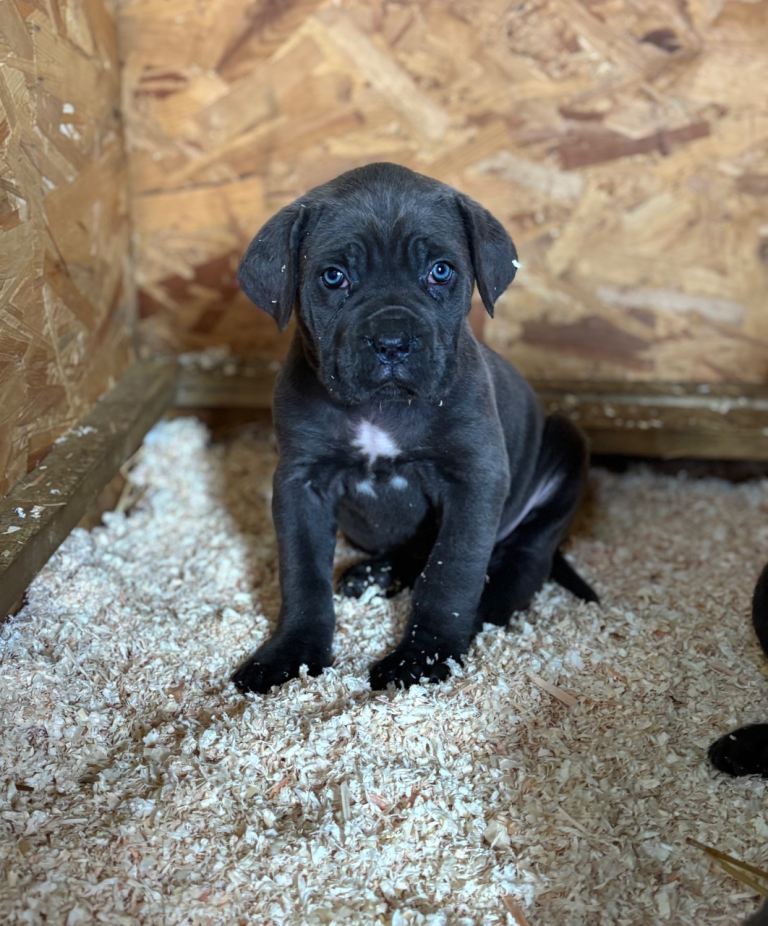 Cane corso puppy’s 