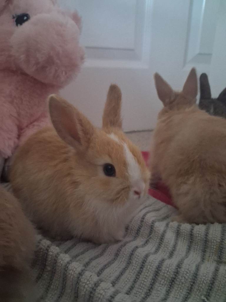 Beautiful Netherland Dwarf x Mini Lop rabbits | in Mansfield Woodhouse ...