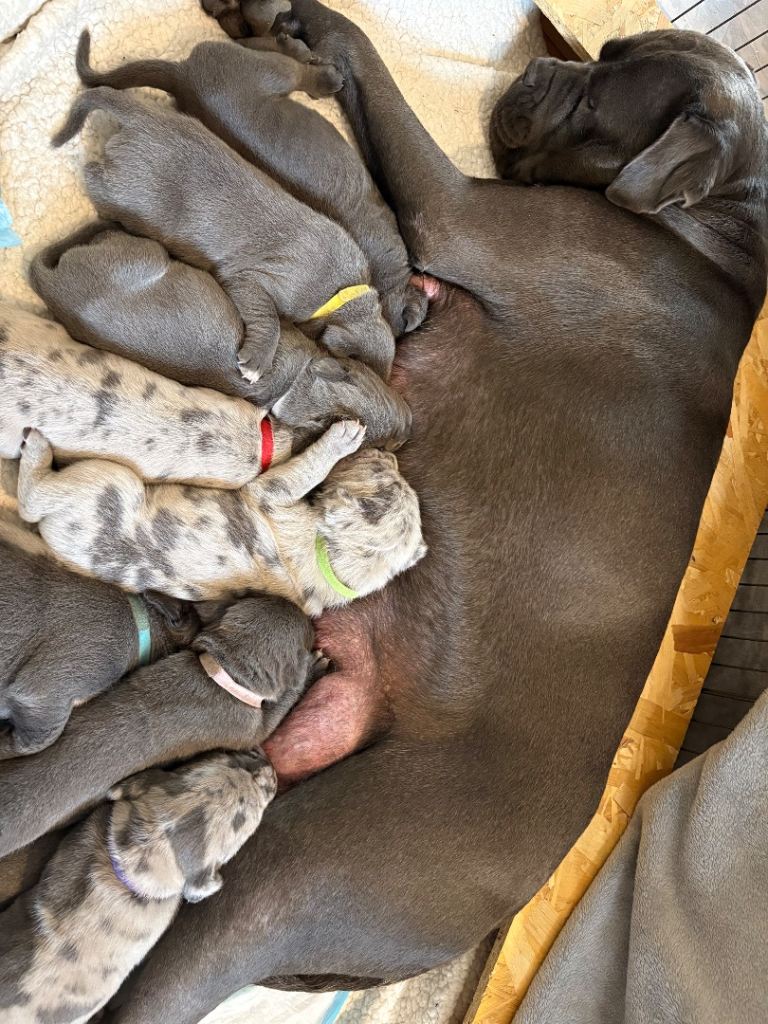 8cane corso puppies for sale 