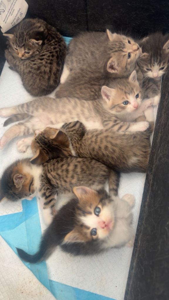 Mixed breed kittens for sale 