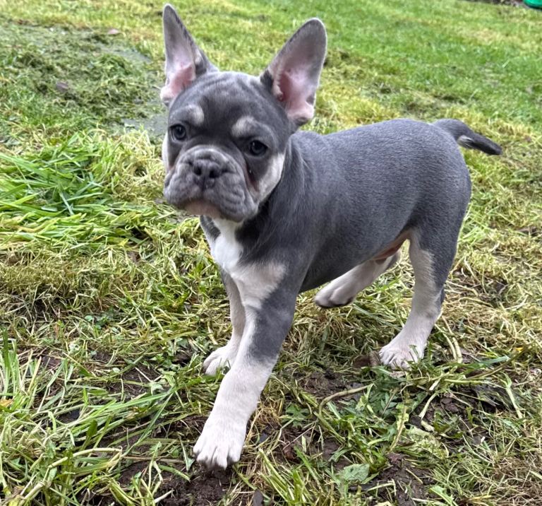  Last French Bulldog Puppy Available 🐾