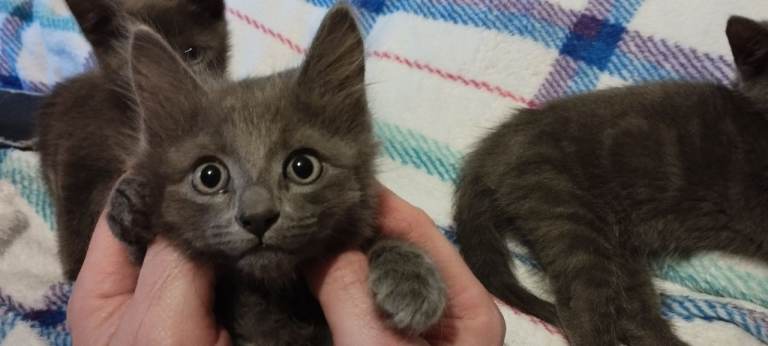 Russian blue kitten girl 