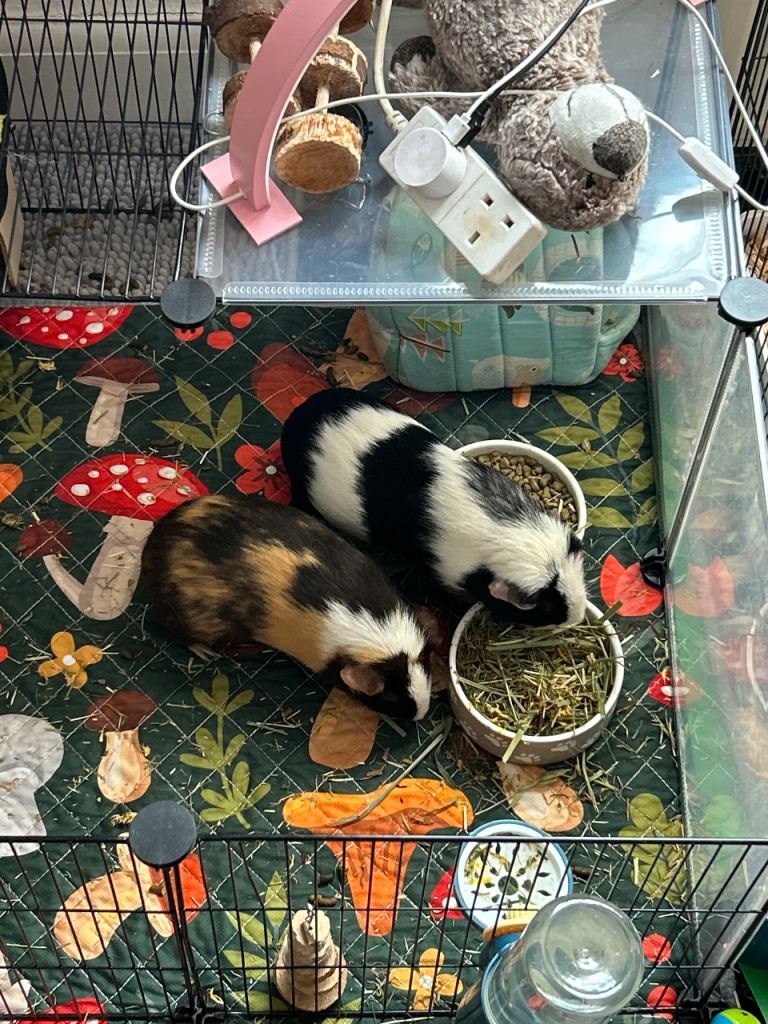 2 male Guinea pigs 