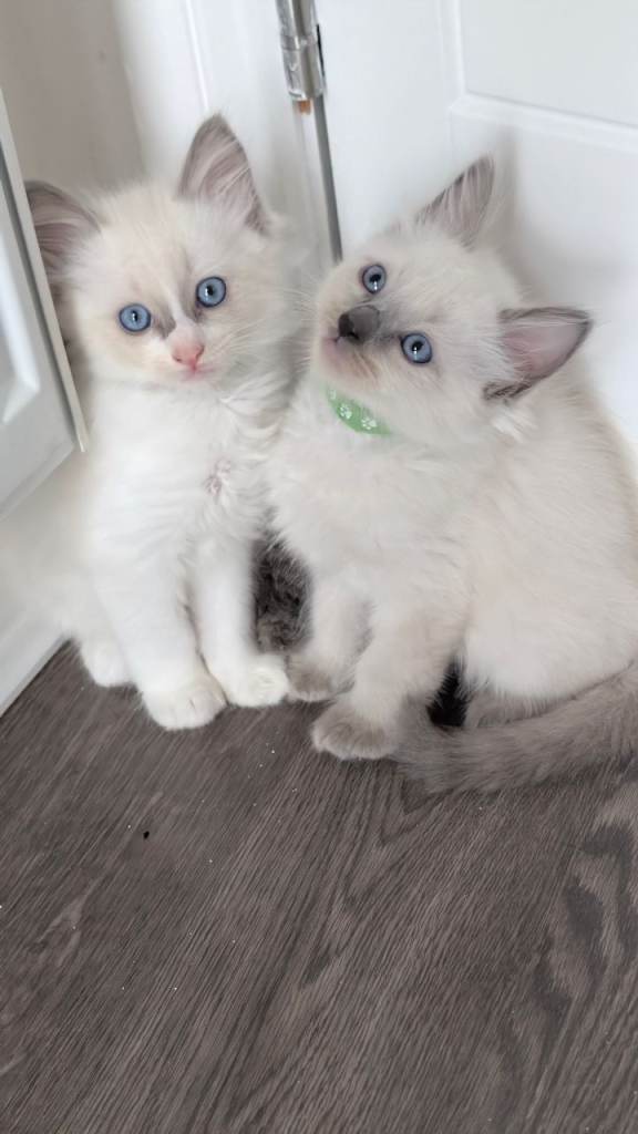 Beautiful Ragdoll Kittens