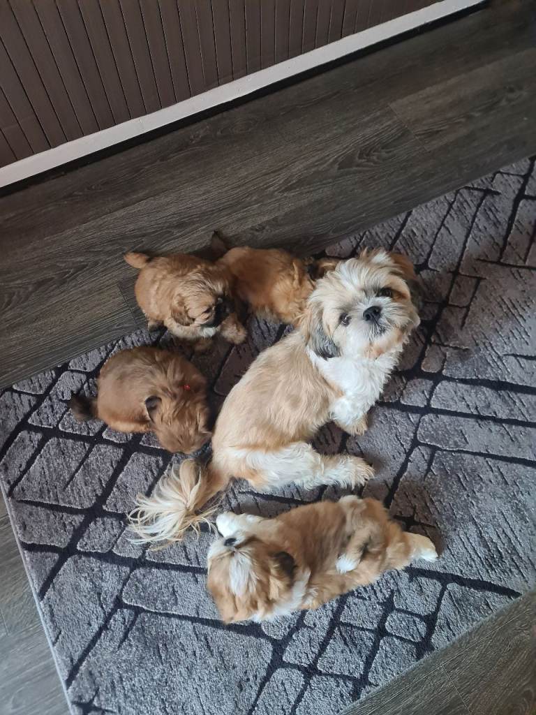 Beautiful shihtzu puppies 