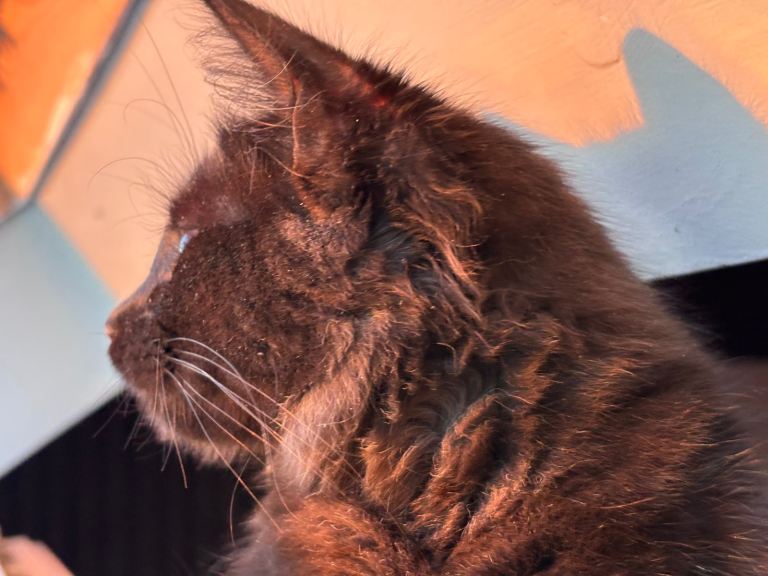 image for Cat finding a new forever home