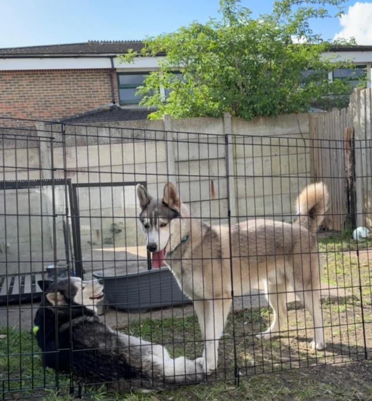 Siberian husky dog 