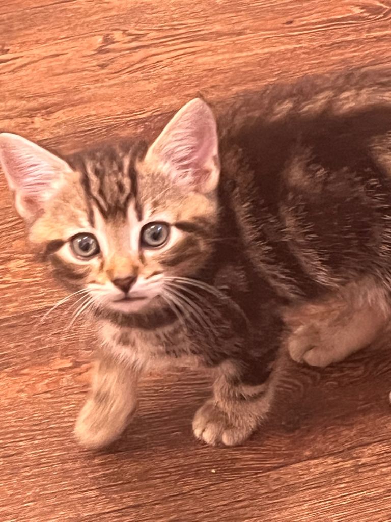 Kittens all boys!  Please read description for prices.  