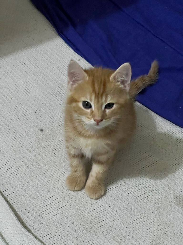 Kittens 