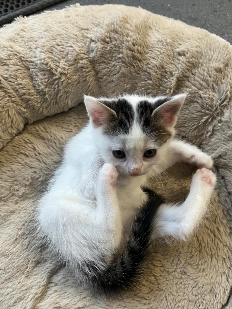 Adorable 8 week old kittens looking for a loving home 