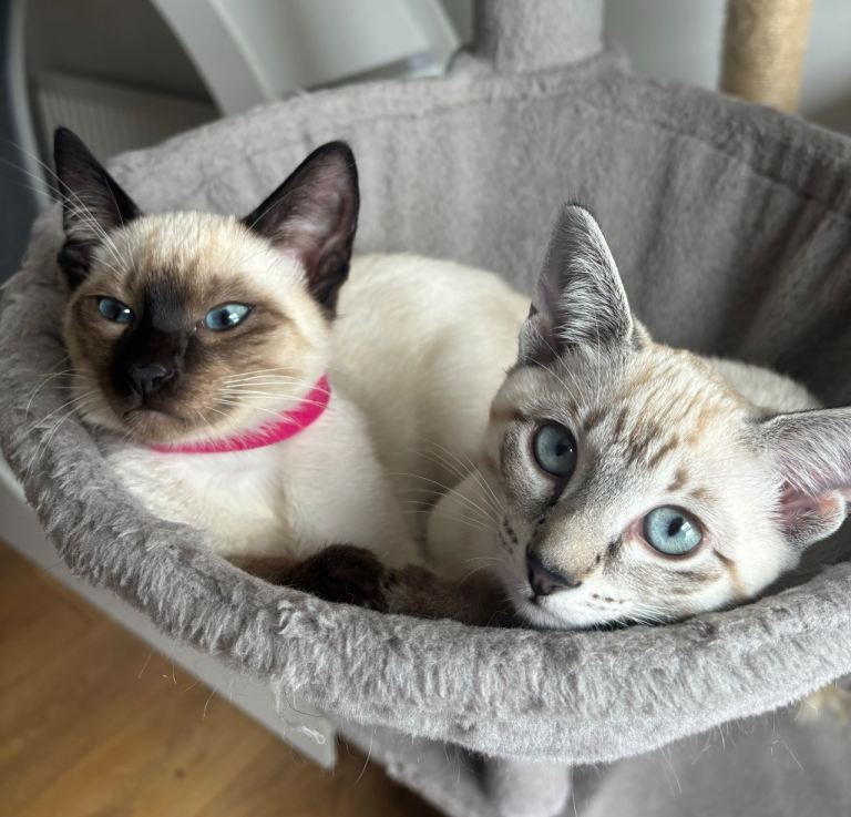 2 Social Siamese Sisters - Ready to go home 