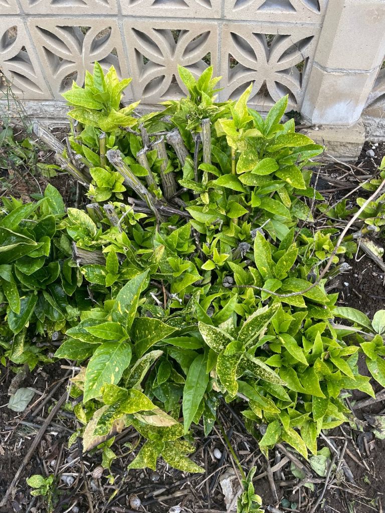 Established Green Garden shrubs  – Healthy Condition