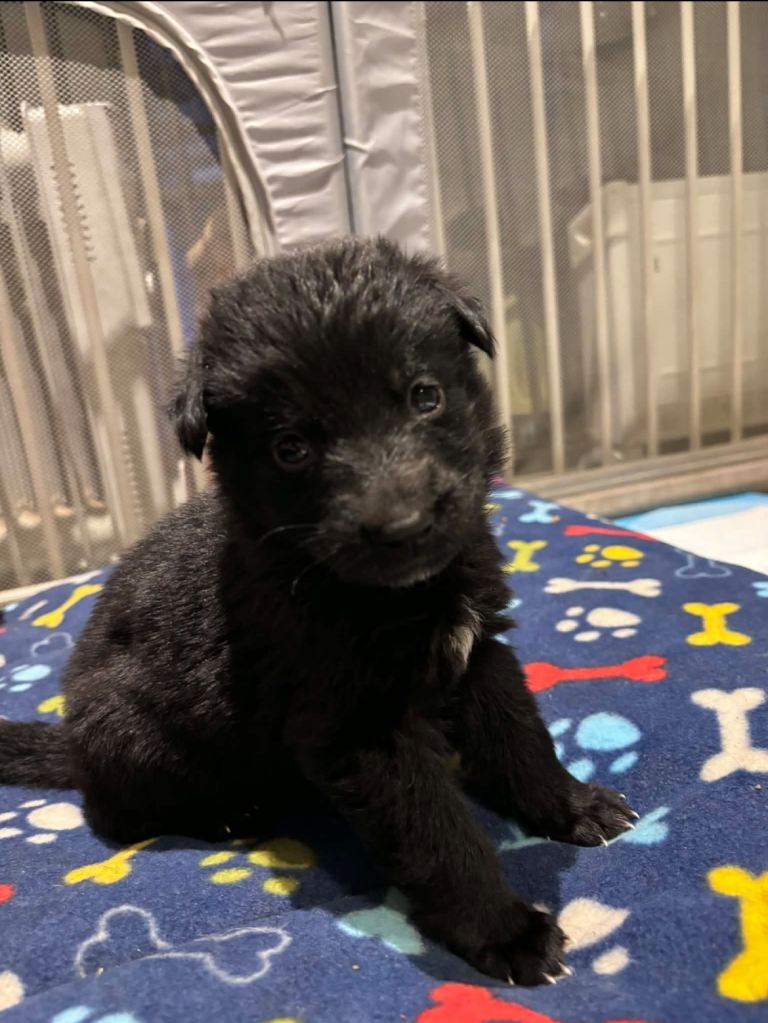 Beautiful German Shepherd Puppies 