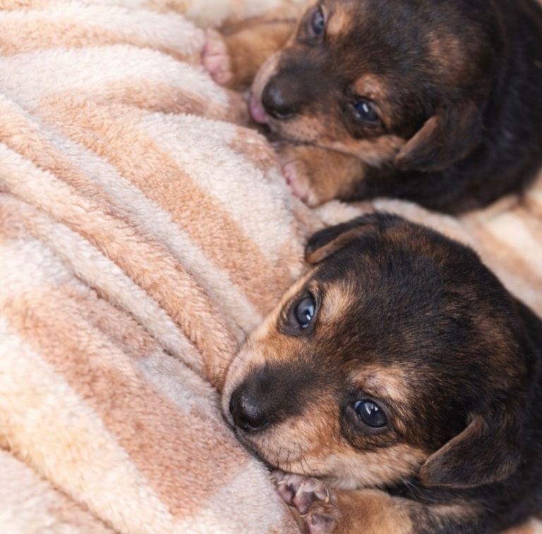 Gorgeous baby jack Russell puppies  