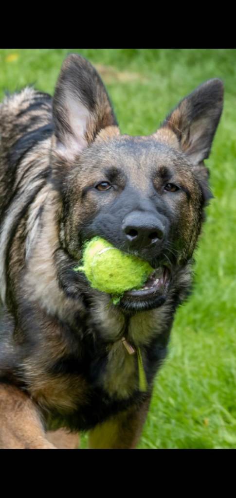 Outstanding German Shepherd needs home