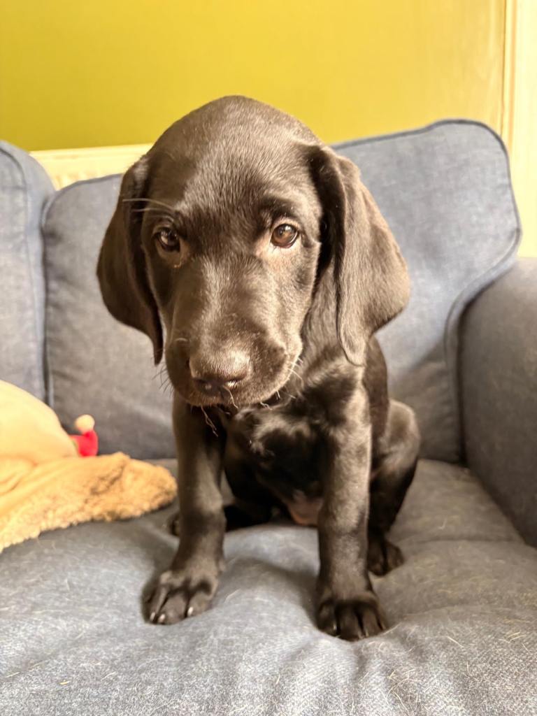 Black Labrador Puppy - Ready now 
